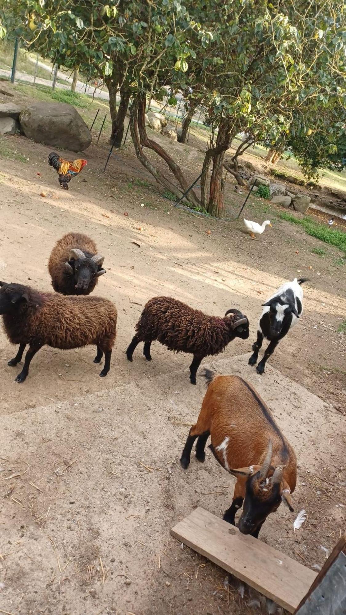 Au Granit Bleu Bed & Breakfast Faye-l'Abbesse ภายนอก รูปภาพ